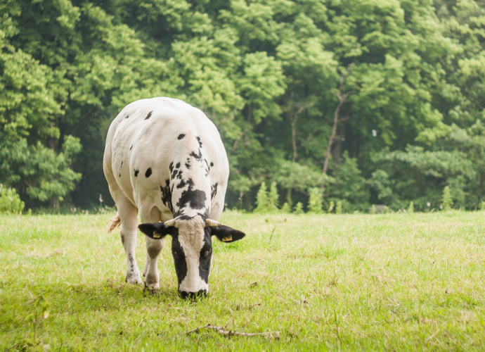 молозиво коровье польза и вред