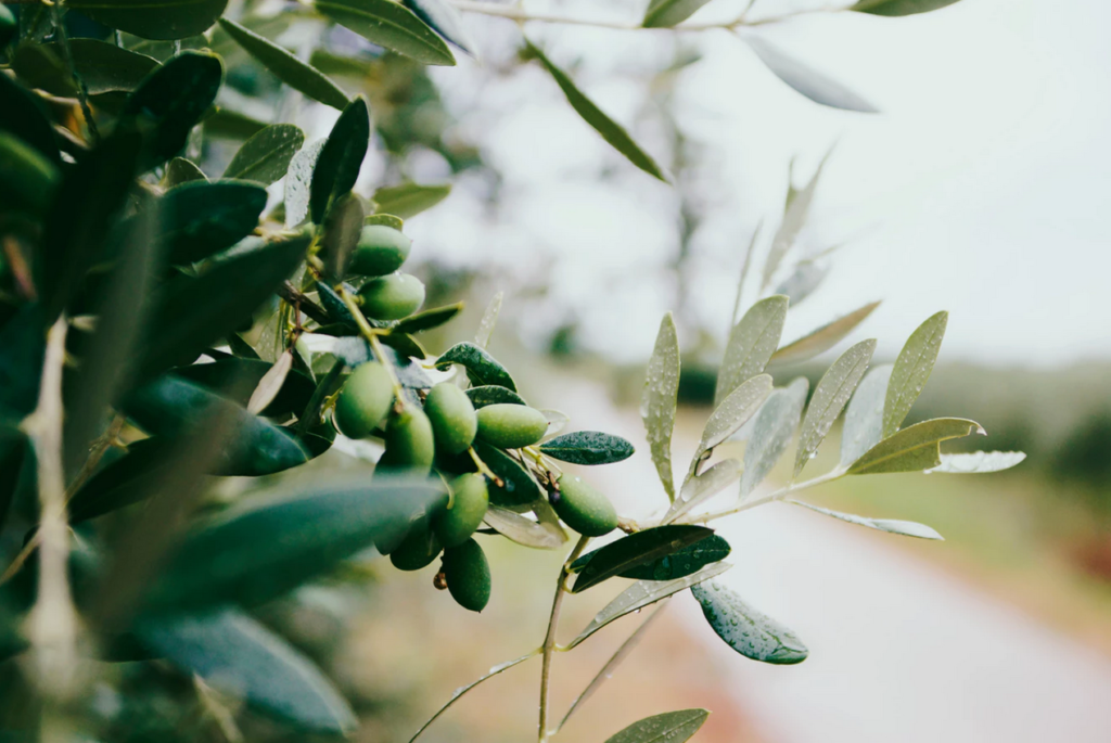 Оливковый лист свойства