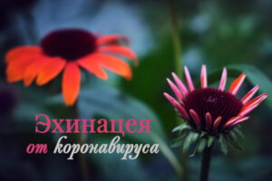 Эхинацея от коронавируса - поможет ли