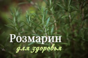 трава розмарин применение